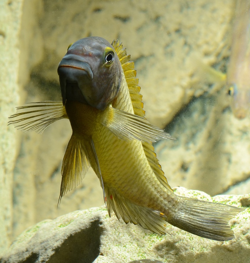 Tropheus moorii 'Musanga'